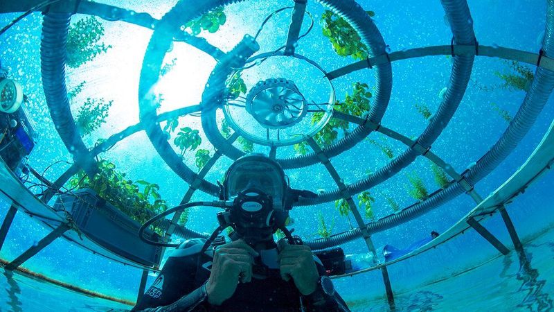 Nemo's Garden ist ein Startup, das sich auf den nachhaltigen Unterwasseranbau von Nutzpflanzen spezialisiert hat. (OceanReefGroup 2022)