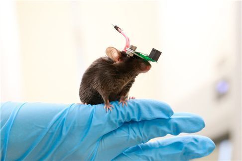 The miniature transducer for the transcranial ultrasound of a freely-moving mouse. (Kaist)