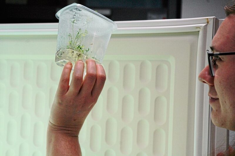 Fig. 3: These carrot seedlings soon have the sensitive tissue culture phase behind them and can move into pot and soil in the greenhouse. (Ottleben / LABORPRAXIS)