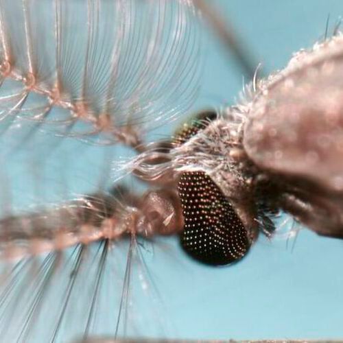 Anopheles gambiae mosquito. Anopheles gambiae mosquito.