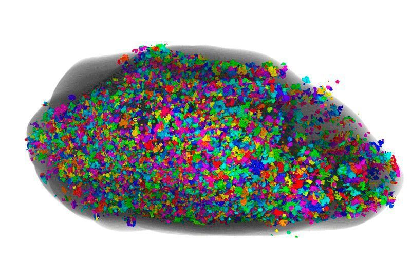 Blick von oben auf einen menschlichen Riechkolben: Die Glomeruli sind in unterschiedlichen Farben dargestellt. (Max-Planck-Forschungsstelle f. Neurogenetik )