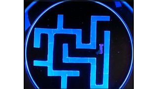 Plant-based materials give life to tiny soft robots that can potentially conduct medical procedures. (Source: University of Waterloo)