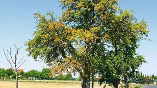 Trockenstress bei Hitze wird heimische Arten durch Klimawandel öfter treffen. (Prof. Andreas Roloff/TU Dresden)