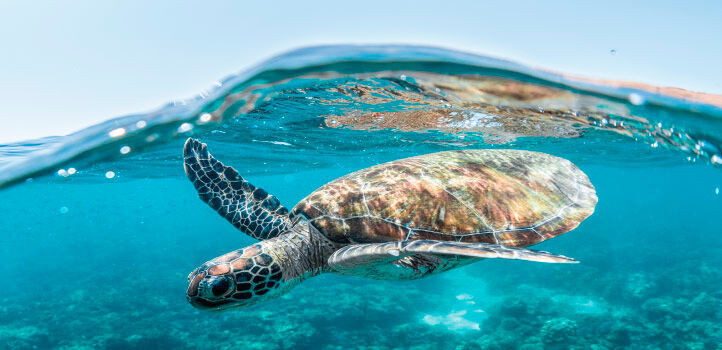 Increasing sand temperatures driven by climate change may tip the delicate balance of gender distribution in Red Sea turtle populations. (Morgan Bennett Smith)