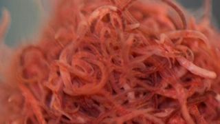 Tubifex worms are thin, wiggling creatures that look somewhat like polymer molecules. (University of Amsterdam)