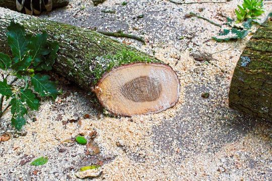 Aus Sägespänen lässt sich Biokraftstoff gewinnen. Den Weg dahin haben UDE-Forscher in Modellreaktionen optimiert (Symbolbild). Aus Sägespänen lässt sich Biokraftstoff gewinnen. Den Weg dahin haben UDE-Forscher in Modellreaktionen optimiert (Symbolbild).