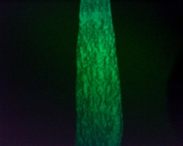 Fluoreszenz eines Lackstreifens. (Fraunhofer IAP)