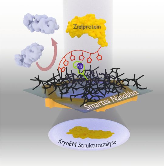 Das neue Nanoblatt-Verfahren: Der zu untersuchende Proteinkomplex (gelb) wird mithilfe einer Markierung (rote Kette mit Fünfecken) über einen Nickelkomplex an das smarte Nanoblatt gebunden. Unerwünschte Proteine (grau) werden durch das Hydrogel (schwarzes Geflecht) abgestoßen. Nach dem Einfrieren des gesamten Gebildes inklusive eines dünnen Wasserfilms kann es mit Elektronen durchleuchtet werden, um Bilder der gebundenen Proteine zu erhalten. Daraus kann ein Computer die 3D-Struktur des Proteins berechnen. Das neue Nanoblatt-Verfahren: Der zu untersuchende Proteinkomplex (gelb) wird mithilfe einer Markierung (rote Kette mit Fünfecken) über einen Nickelkomplex an das smarte Nanoblatt gebunden. Unerwünschte Proteine (grau) werden durch das Hydrogel (schwarzes Geflecht) abgestoßen. Nach dem Einfrieren des gesamten Gebildes inklusive eines dünnen Wasserfilms kann es mit Elektronen durchleuchtet werden, um Bilder der gebundenen Proteine zu erhalten. Daraus kann ein Computer die 3D-Struktur des Proteins berechnen.