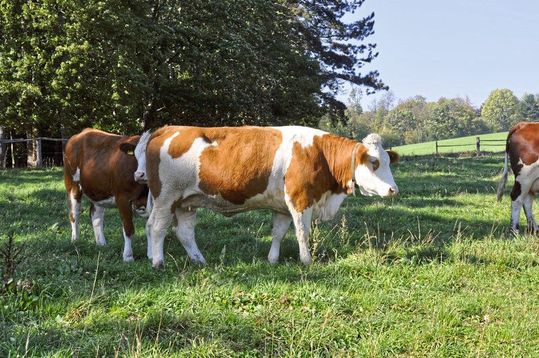 Auf Weiden haben Wissenschaftler zahlreiche verschiedene Schimmelpilzgifte identifiziert. Inwieweit diese sich auf Tier und mensch auswirken, sollte den Forschern zufolge zukünftig genau beobachtet werden. Auf Weiden haben Wissenschaftler zahlreiche verschiedene Schimmelpilzgifte identifiziert. Inwieweit diese sich auf Tier und mensch auswirken, sollte den Forschern zufolge zukünftig genau beobachtet werden.