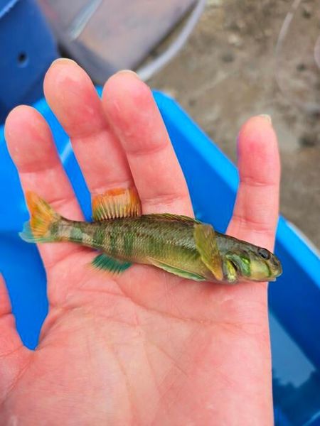 The researchers detected fentanyl, methadone, venlafaxine, and O-desmethylvenlafaxine in all species collected, including the greenside darter. (Source: University of Waterloo)