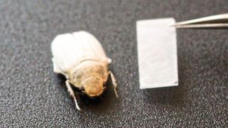 Nach dem Vorbild des weißen Käfers Cyphochilus insulanus erzeugt ein nanostrukturierter Polymerfilm eine strahlend weiße Beschichtung. (Bild: Julia Syurik, KIT)