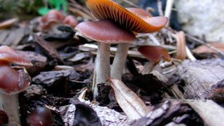 Zauberpilz – Der Pilz Psilocybe cyanescens, auch bläuender Kahlkopf genannt, ist ein stark psilocybinbildender Pilz mit demnach entsprechend psychedelischer Wirkung.  (Dirk Hoffmeister)