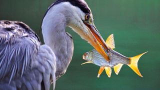 Antidepressiva machen Fische zur leichten Beute. (Symbolbild) (gemeinfrei)