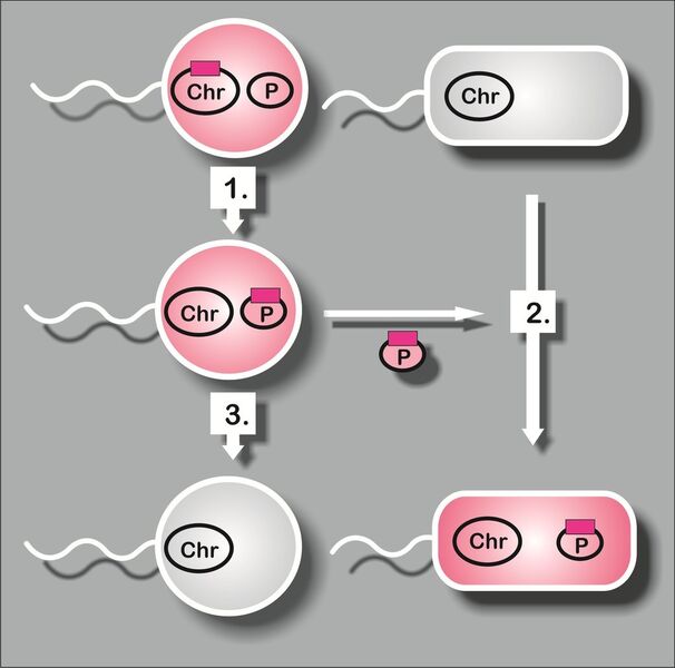 Plasmidvermittelter Gentransfer bei Roseobacter (Bild: Elke Petersen, Leibniz-Institut DSMZ)
