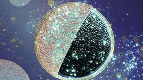 Eine äußere Schutzschicht schirmt den porösen Kern der Kohlenstoffanode gegen unerwünschte Einlagerungen ab und erhöht so die Leistungsfähigkeit der Batterie. (Bild: BAM)