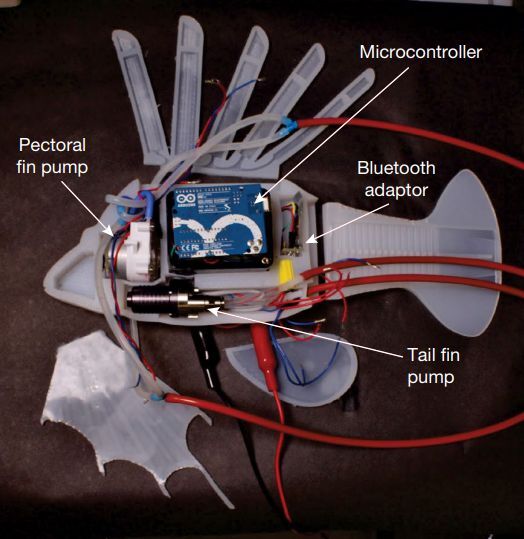 Der Aufbau des Robo-Fischs im Querschnitt: Zentrales Steuerelement ist ein Arduino-Board, zwei Pumpen kontrollieren die Flossen - und damit die Bewegungsrichtung des Softrobots. (Bild: James H. Pikul / University of Pennsylvania)