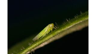Blattzikade der Gattung Empoasca auf einem Blatt des Koyotentabaks: Mit welchem chemischen Abwehrstoff sich Tabakpflanzen gegen diesen pflanzensaftsaugenden Schädling zur Wehr setzen, hat jetzt ein Forschungsteam am Max-Planck-Institut für chemische Ökologie in Jena aufgeklärt. (Danny Kessler, Max-Planck-Institut für chemische Ökologie)