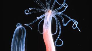 Abb. 1: Ausgewachsener Polyp von Nematostella vectensis (Bild: Nature 2005)