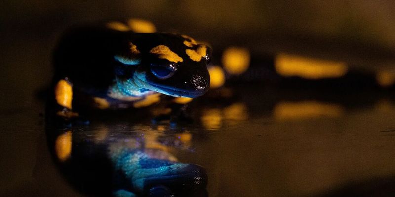 Feuersalamander (Salamandra salamandra) dessen Unterseite ein biofluoreszierendes Leuchten aufweist.(Bild:  © Bernat Burriel-Carranza, Museu de Ciències Naturals de Barcelona, Spanien)