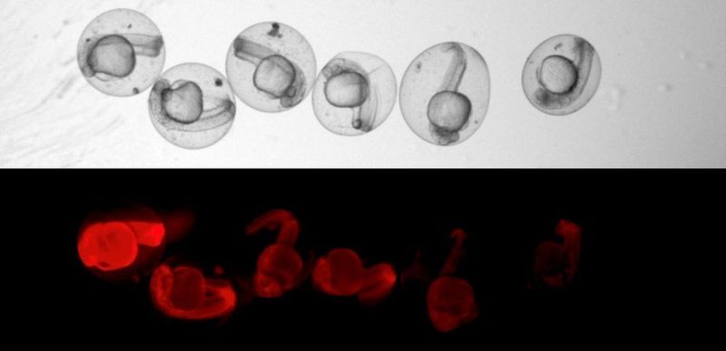 Dass CRISPR/ Cas9 seine Arbeit tat und die Narben im Erbgut produzierte, konnten die Forscherinnen und Forscher selbst unter dem Mikroskop beobachten. Denn dann ließ das rote Leuchten der Fischembryonen nach. (© Microscopic image: Junker Lab, MDC )