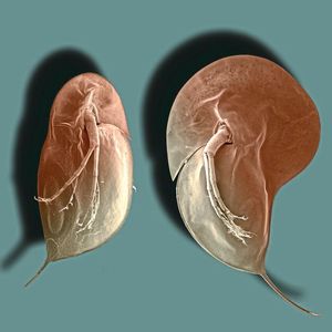 Typische Körperform des Wasserflohs Daphnia longicephala: links ohne, rechts mit Verteidigungsstrukturen. Die „Kopfhaube“ erinnert an einen Helm und reduziert das Risiko, gefressen zu werden, deutlich.