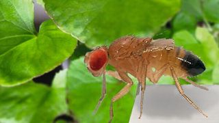 Die Taufliege „Drosophila“ zeigt ihren Motivationszustand durch Entscheidungen zum Überklettern von Lücken im Laufpfad – im depressionsartigen Zustand klettert sie seltener. Im Hintergrund der Indische Wassernabel (Centella asiatica).  (Bild: Helen Hovoet, Hans-Hermann Huber)