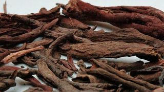 Ein Wirkstoff aus der TCM, die Lotwurz Onosma paniculata, hat sich als ein vielversprechender Kandidat bei schwarzem Hautkrebs entpuppt.  (Nadine Kretschmer)