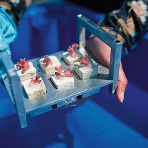 Bei der Entwicklung der Steinskelette erhielt Coral Maker Unterstützung von Autodesk. Auf den Steinskeletten erreichen die Korallen innerhalb 12 bis 18 Monate ihre volle Größe. Coral Maker beschleunigt diesen Prozess, indem Korallenfragmente... (Bild:  Tim Campbell Photo 2022)