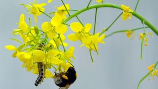Rübenkohlblüte mit bestäubender Hummel und einer Raupe – ihrem Schädling (Bild: UZH)