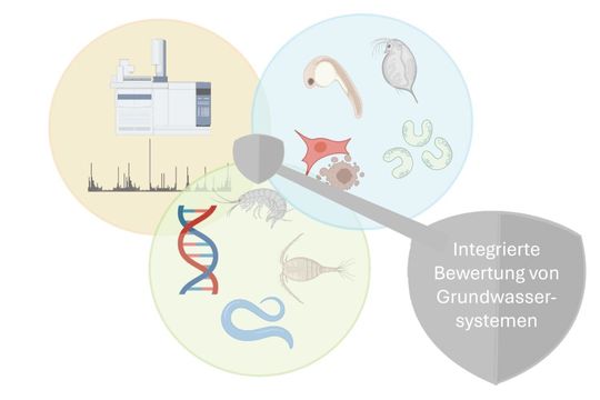 Abb.1: Integrierte Bewertung von Grundwasser durch chemische und effektbasierte Analysen mit paralleler Bewertung der Grundwasser-Biozönose(Bild:  MWAS)