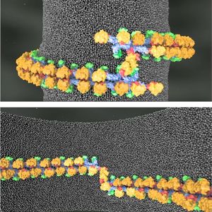 Mitochondrien sind alles andere als starre Gebilde. Sie teilen sich ständig und fusionieren wieder miteinander. Gesteuert wird das u.a. von einem Protein aus der Dynamin-Familie namens Mgm1. Mithilfe der Kristallographie konnte der dreidimensionale Aufbau des Proteins beschreiben werden: der Motor (die GTPase-Domäne, orange), der Hebel (die BSE-Domäne, rot), der Stiel (blau) und das neu entdeckte  Paddel (grün). Damit ließen sich molekulare Modelle entwickeln, wie Mgm1-Stränge Membranen stabilisieren und umbauen können.