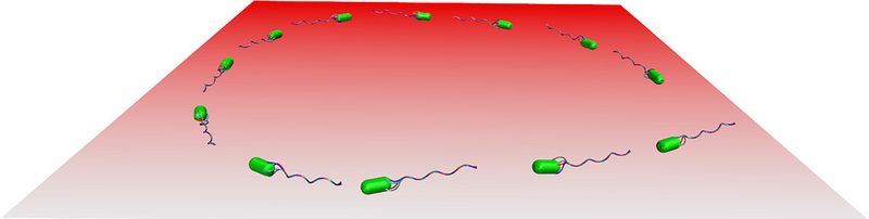 Illustration der kreisförmige Bewegung von Bakterien, wie Escherichia coli, in der Nähe einer Oberfläche. (Bild/Copyright: Forschungszentrum Jülich (CC BY 4.0))