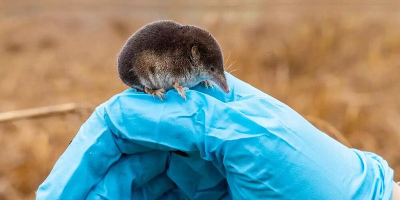 Bei Waldpitzmäusen findet ein seltener saisonaler Zyklus statt: ihr Gehirn schrumpft im Winter wächst im nächsten Sommer jedoch wieder nach.(Bild:  © Christian Ziegler/Max-Planck-Institut für Verhaltensbiologie)
