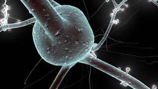 Neuronaler „Wettbewerb“ bei der Entstehung von Erinnerung: das Gehirn als Vorbild für die Speichertechnologien der Zukunft. (Bild: EPFL)