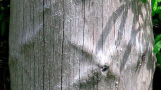 Kreuzrippen reparieren Kreuzgleitungen. Dazu setzt Holz dem Schubversagen drei Verteidigungsbastionen entgegen. (Bild: KIT)