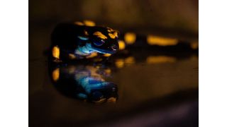 Feuersalamander (Salamandra salamandra) dessen Unterseite ein biofluoreszierendes Leuchten aufweist. (Bild: © Bernat Burriel-Carranza, Museu de Ciències Naturals de Barcelona, Spanien)