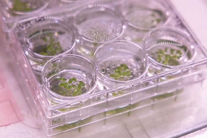 Pflanzenanabau auf dem Mars?  Können wir bald Pflanzen im All anbauen? Klingt nach Science Fiction, doch genau damit beschäftigen sich Forscher der Universität Kalifornien, Davis. Das Projekt, bekannt als „Engineered Plants in Culture“ (EPiC), zielt darauf ab, Pflanzen in Bioreaktoren mit minimalem Ressourceneinsatz zu kultivieren. Diese Technologie könnte für den Anbau von Nahrungsmitteln oder Medikamenten in abgelegenen oder ressourcenarmen Gegenden, einschließlich Raumfahrzeugen, genutzt werden. EPiC untersucht die Nutzung von gentechnisch modifizierten Pflanzenzellen, Pflanzenembryonen und schnell wachsenden aquatischen Pflanzen als neuartige Plattformen zur Bioproduktion. Die Forscher wollen auch die kommerzielle Umsetzbarkeit durch Modelle für jede Plattform evaluieren und neue Bildungs- und Outreach-Programme entwickeln, um Studierende in diesem neuen Bereich zu fördern. Das Projekt findet in Zusammenarbeit mit Axiom Space und der Australian Research Council Centre of Excellence in Plants for Space statt, um die Effekte der Schwerelosigkeit auf pflanzenbasierte pharmazeutische Produktion zu erforschen.   Hier gehts zur Originalmeldung Wissenschaftsbild des Tages vom 30.9.2025  (Bild: Mario Rodriguez/UC Davis College of Engineering)