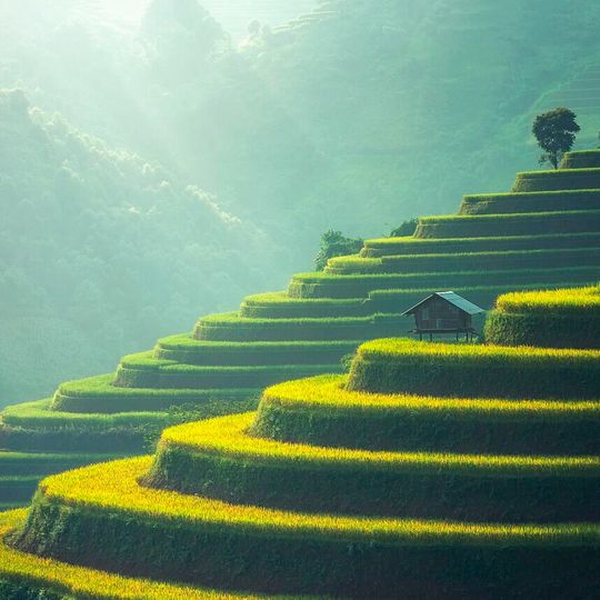 Um auch zukünftig die Nahrungsversorgung aller Menschen sicherstellen zu können, erweisen sich IoT-Technologien als vielversprechender technologischer Ansatz.(Bild:  gemeinfrei /  Pixabay)