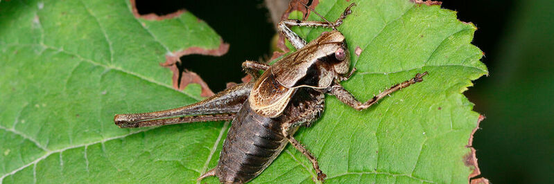 The dark bush-cricket Pholidoptera griseoaptera is one of the many declining insect species in Central Europe.