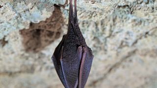 Fledermäuse in den USA und in Kanada sterben in Massen an der Infektion mit einem Pilz, der bei ihnen das so genannte White-Nose-Syndrom (WNS) auslöst. (Fotolia_80128329_© ID1974)