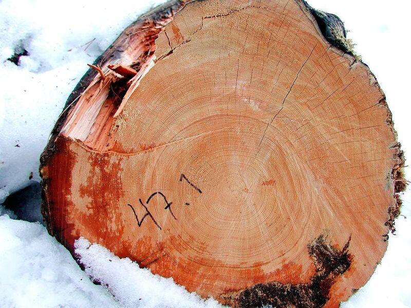 ‌The preserved rings of a pine tree, which started growing in 1369 and fell into a cold lake in 1716, allow scientists to measure what the temperature was like in the summers of each year’s growth. (Swansea University)