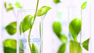 Evonik Rexim, einer französischen Tochtergesellschaft von Evonik, konnte seine Produktion von Aminosäuren auf den nachwachsenden Rohstoff Zucker umstellen. (Bild: Evonik)