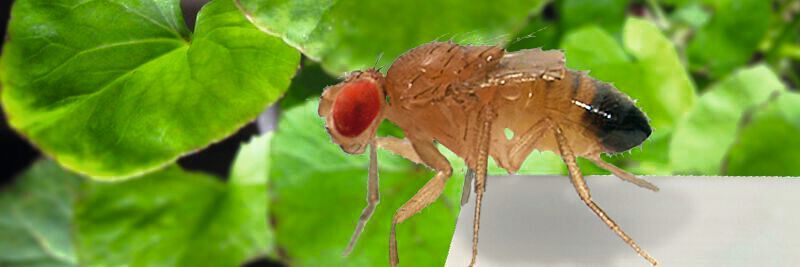 Die Taufliege „Drosophila“ zeigt ihren Motivationszustand durch Entscheidungen zum Überklettern von Lücken im Laufpfad – im depressionsartigen Zustand klettert sie seltener. Im Hintergrund der Indische Wassernabel (Centella asiatica). (Bild:  Helen Hovoet, Hans-Hermann Huber)