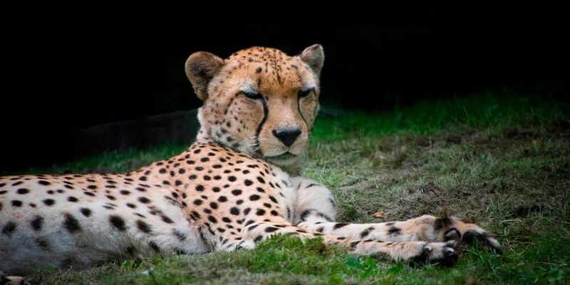 Mit nur noch 7.100 in freier Wildbahn lebenden Tieren zählt der Gepard zu den gefährdeten Säugetierarten, einzelne Unterarten sind sogar akut vom Aussterben bedroht.