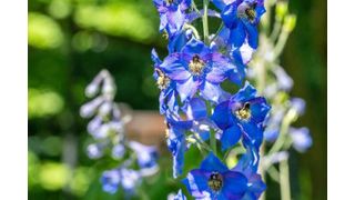 A larkspur specimen in bloom at Beal Botanical Garden. Known for their toxicity, injurious plants such as larkspur and wolfsbane have been leveraged by humans for millennia for their medicinal potential. (Source: Finn Gomez/ Paul Henderson)