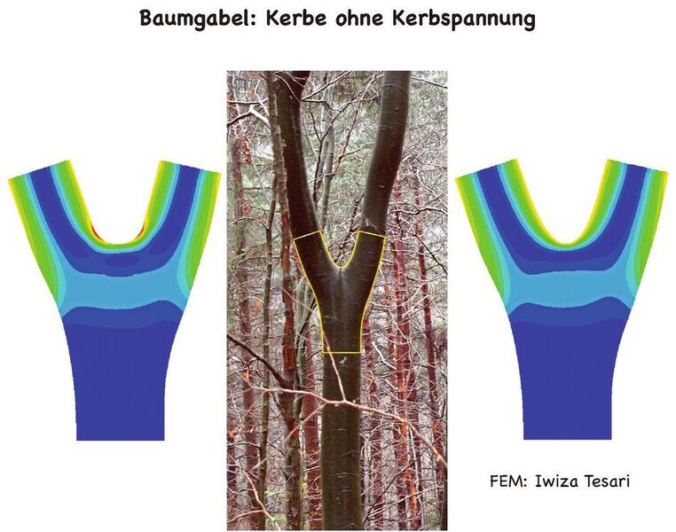 Abb. 3: Baumgabeloptimierung mit CAO. Die roten Flecken im linken Bild sind Kerbspannungen, die rechts durch „Wachstum“ abgebaut wurden. (C. Mattheck)