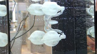 Vier elastische Kunststoffbälle pumpen Wasser und sorgen so für den erforderlichen Vortrieb. Das Antriebssystem wurde mit dem generativen Fertigungsverfahren Fused Deposition Modeling hergestellt. (Bild: Fraunhofer IPA)