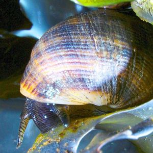 (Bild: Alfred-Wegener-Institut / Reinhard Saborowski)