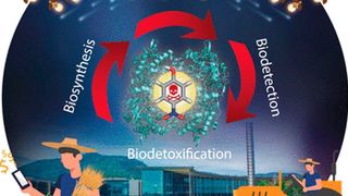 Schadstoffe wie Chlor- und Nitrophenole wandeln sich in enzymkatalysierten Reaktionen vollständig in den Glühwürmchen-Leuchststoff Luciferin um. (Wiley-VCH)