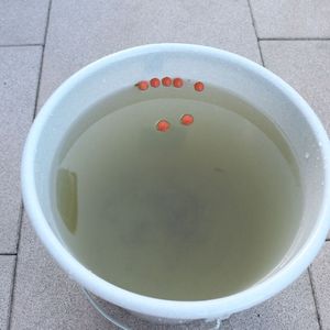 So bitte nicht! Reinigungswasser nach einer ...
